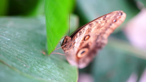 Close Up View of Large Tropical Butterfly alt