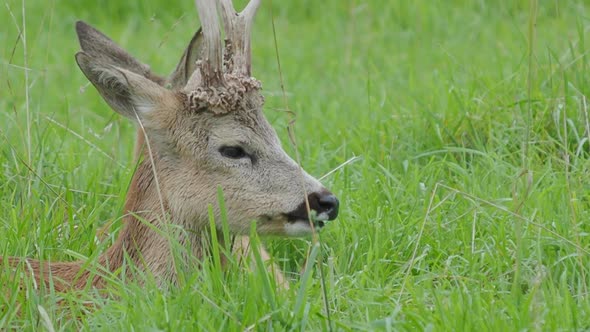 Fallow Deer Is Lying in Grass and Chewing Something. Dama Dama, Ruminant Mammal, alt