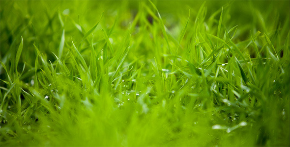 Green Grass 4