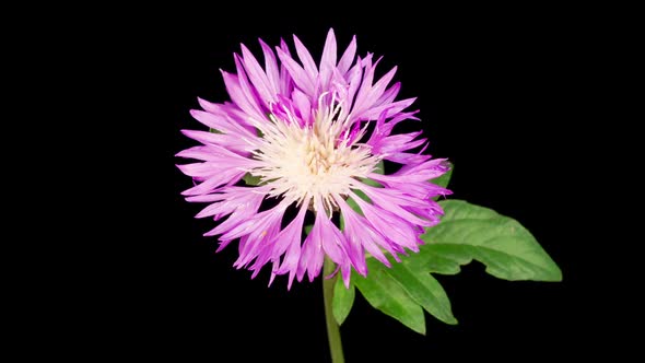 Time Lapse of Blossoms Purple Flower of Persian Cornflower Centaurea Dealbata alt