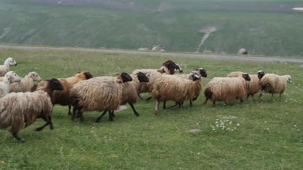 A Group of Sheep Run Across the Lawn in the Mountains alt