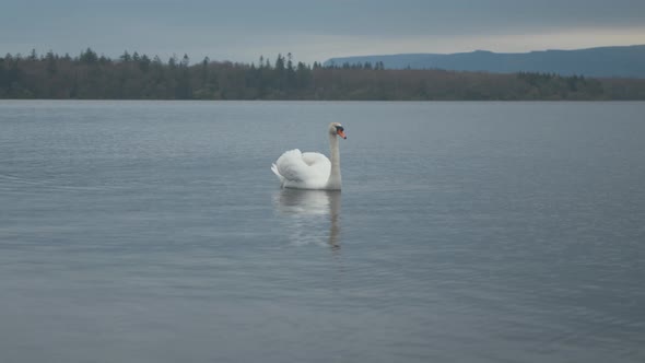 Lone swan on lake in Winter at dusk 4K alt
