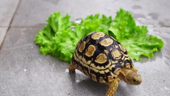 Animal Tortoise alt