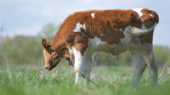 Young Calf Grazing on Green Farm Pasture on Summer Day alt