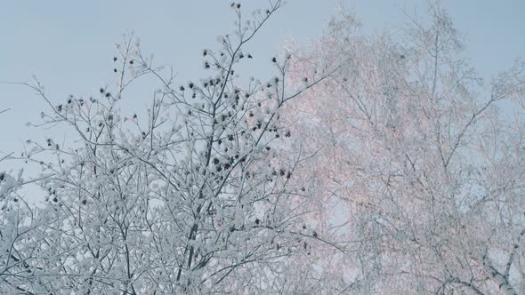 Winter Wood with Trees Covered with Shining Frost in Morning alt