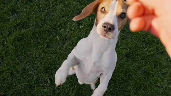Beagle Dog Jumps on Two Feet in Slow Motion Top View.