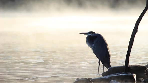Great Blue Heron in the Morning Mist (Close)