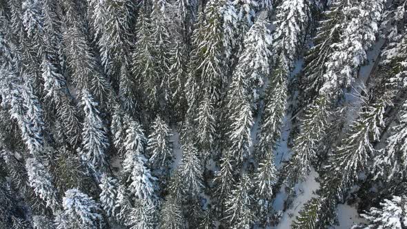 Christmas Trees in the Snow