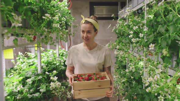 Woman With Box Of Strawberries In Greenhouse alt