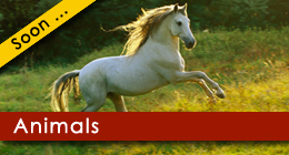 Animals