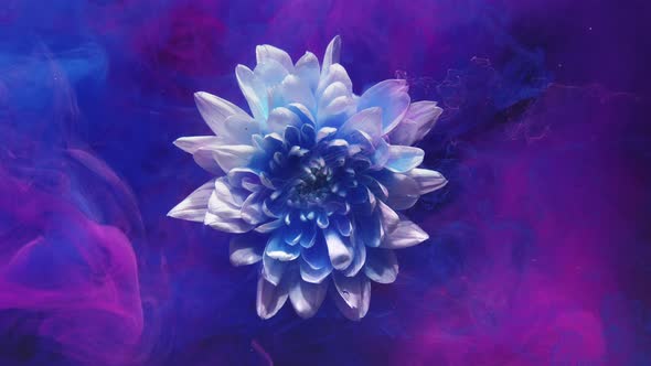 Flower Ink Drop Underwater Petals Neon Blue Pink alt