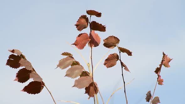 Autumn Leaves of Elm Tree Close Up