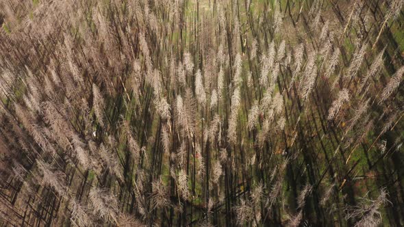 Drone Footage of Early Spring Season Within Yosemite National Park alt