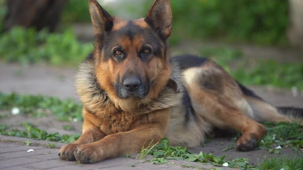 Beautiful German Shepherd Dog Smart and Easy to Train