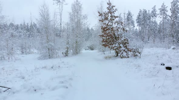 Snowy Road in Winter Forest Moving Forwards
