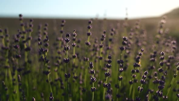 Lavender Flower Spring Background with Beautiful Purple Colors and Bokeh Lights alt