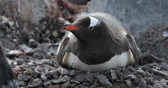 Gentoo penguin (Pygoscelis papua) on rocks, Cuverville Island, Antarctica