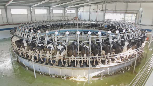 Cows during milking on a rotary milking parlor in a large dairy farm alt