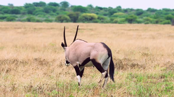 Adult Gemsbok Grazing Through The Grassland In Central Kalahari Game Reserve, Botswana, South Africa alt