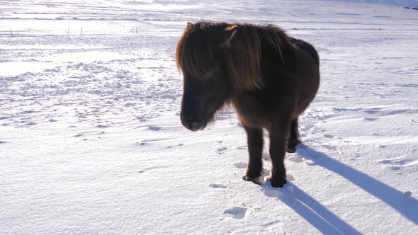 Iceland Snow Covered Land With A Brown Icelandic Horse On A Sunny Day 2