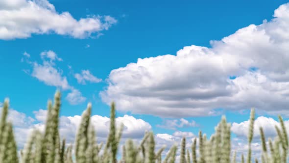 Wheat Field and Blue Sky Timelapse