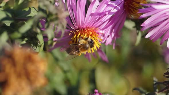 2018.10.18_6_2 The bee collects nectar and pollen from the flowers of the perennial aster.