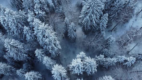 Fly Above The Snowy Forest alt