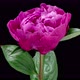 Time Lapse of Blooming Pink Peony Flower - VideoHive Item for Sale