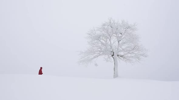 Fantastic Landscape with Snowy Tree