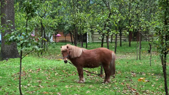A small brown horse in a green garden is tied to a tree.