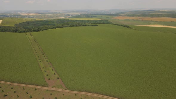 Aerial View of Green Agricultural Land with Different Crops alt