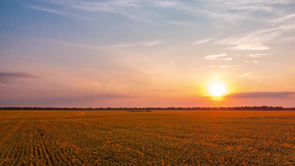 Hyperlapse of blooming sunflowers in the field with setting sun on the background