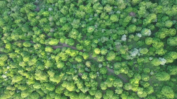 Drone video of the forest