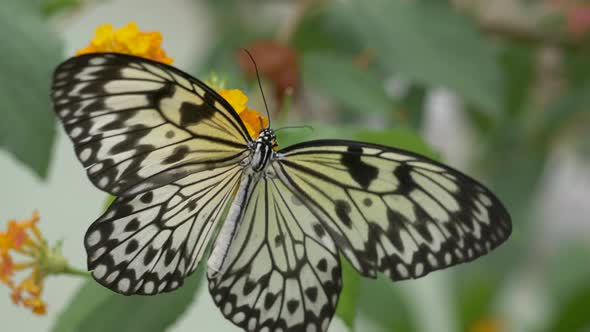 Detail macro shot of Paper Kite Butterfly beating wings during work in flower field alt