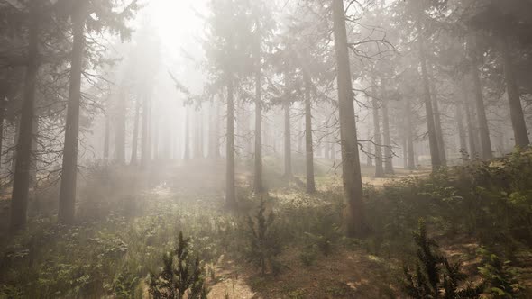 Sunbeams in Natural Spruce Forest alt