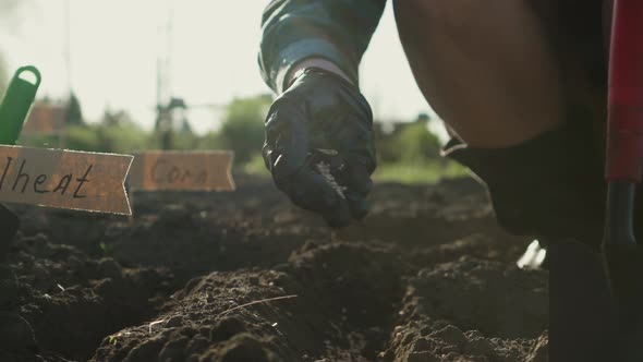 Manual Sowing Of Wheat Seeds In Field. Farmer Woman With Wheat Seeds Throws It In Field At Sunset alt