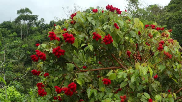 Side view of the bright red annato fruits from an achiote tree, Bixa orellana alt