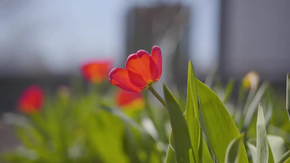 Drops of Water Falling Onto Beautiful Red Flower and Green Leaves Outdoors. Close-up of Pouring of alt