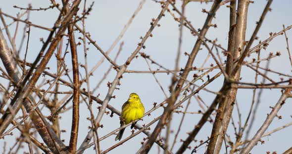 bird yellowhammer, Europe wildlife alt