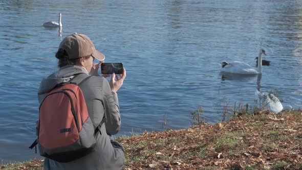 Swans of Old Europe. alt