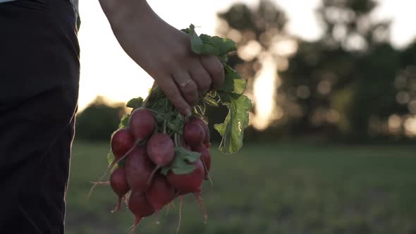 Fresh Harvested Vegetables. Hands of a Farmer Holding a Fresh Radish, Close-up.