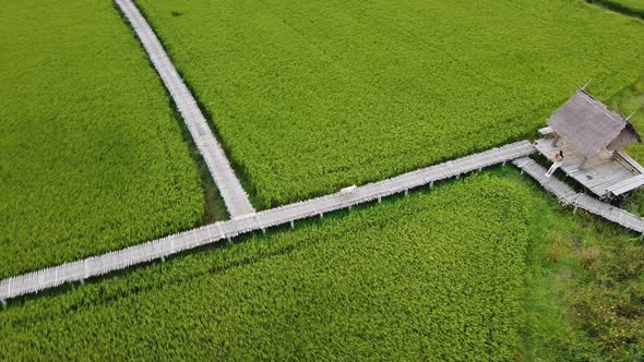 Aerial view of a woman calling her dog on bamboo bridge in paddy field by drone