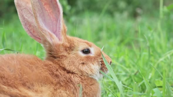 Portrait of a Funny Red Rabbit on a Green Young Juicy Grass in the Spring Season in the Garden with alt