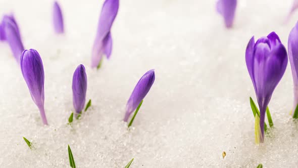 Snow Melting in Spring Meadow Crocus Flowers Bloom alt