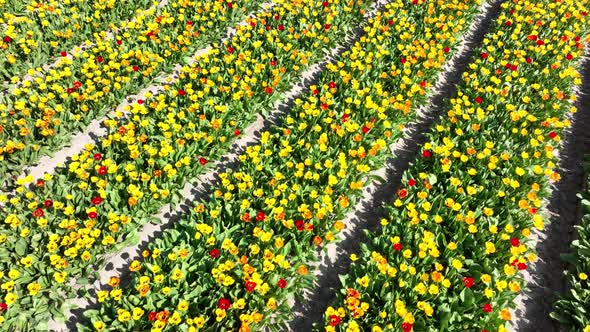 Flower and Tulip Vibrant Bright Colored Blossom Fields in Springtime the Netherlands alt