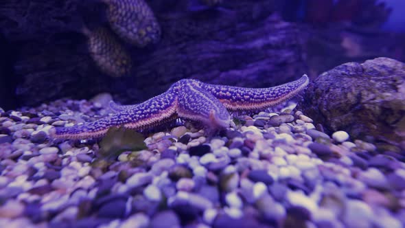 Amur starfish moves along the bottom. Asterias amurensis moves the ambulacral legs.