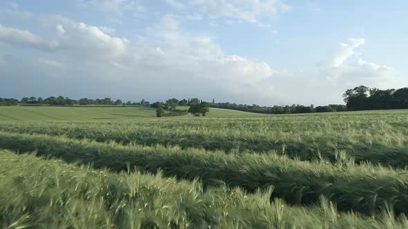Field of Young Green Barley in the Summer  alt