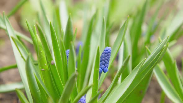 Small Violet Grape Hyacinth Flowers Among High Green Grass alt