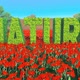 Flying Over a Poppy Field - VideoHive Item for Sale