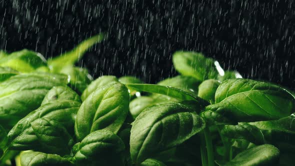 Watering Aromatic Green Basil Plant alt